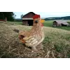 Комплект детски костюми Момчето и вятърът за драматизация